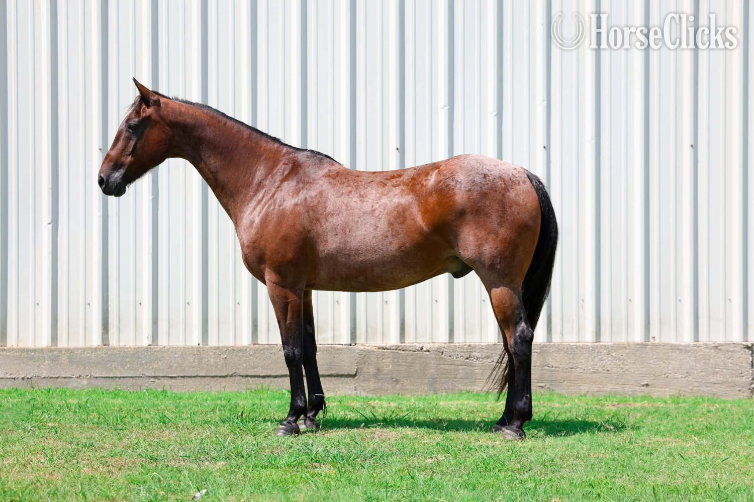 "BRAVEHEART" Bay Roan Gelding Quarter Horse