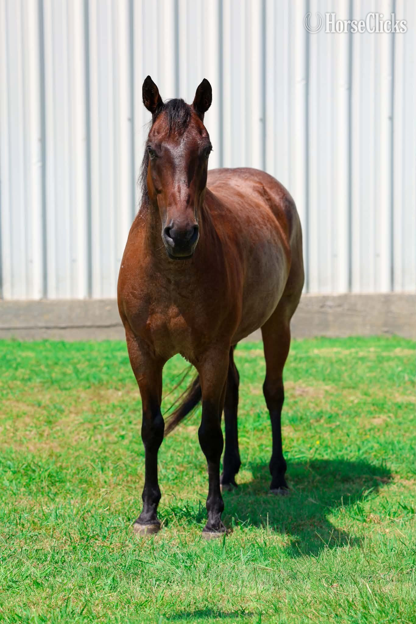 Texas "BRAVEHEART" Bay Roan Gelding Quarter Horse