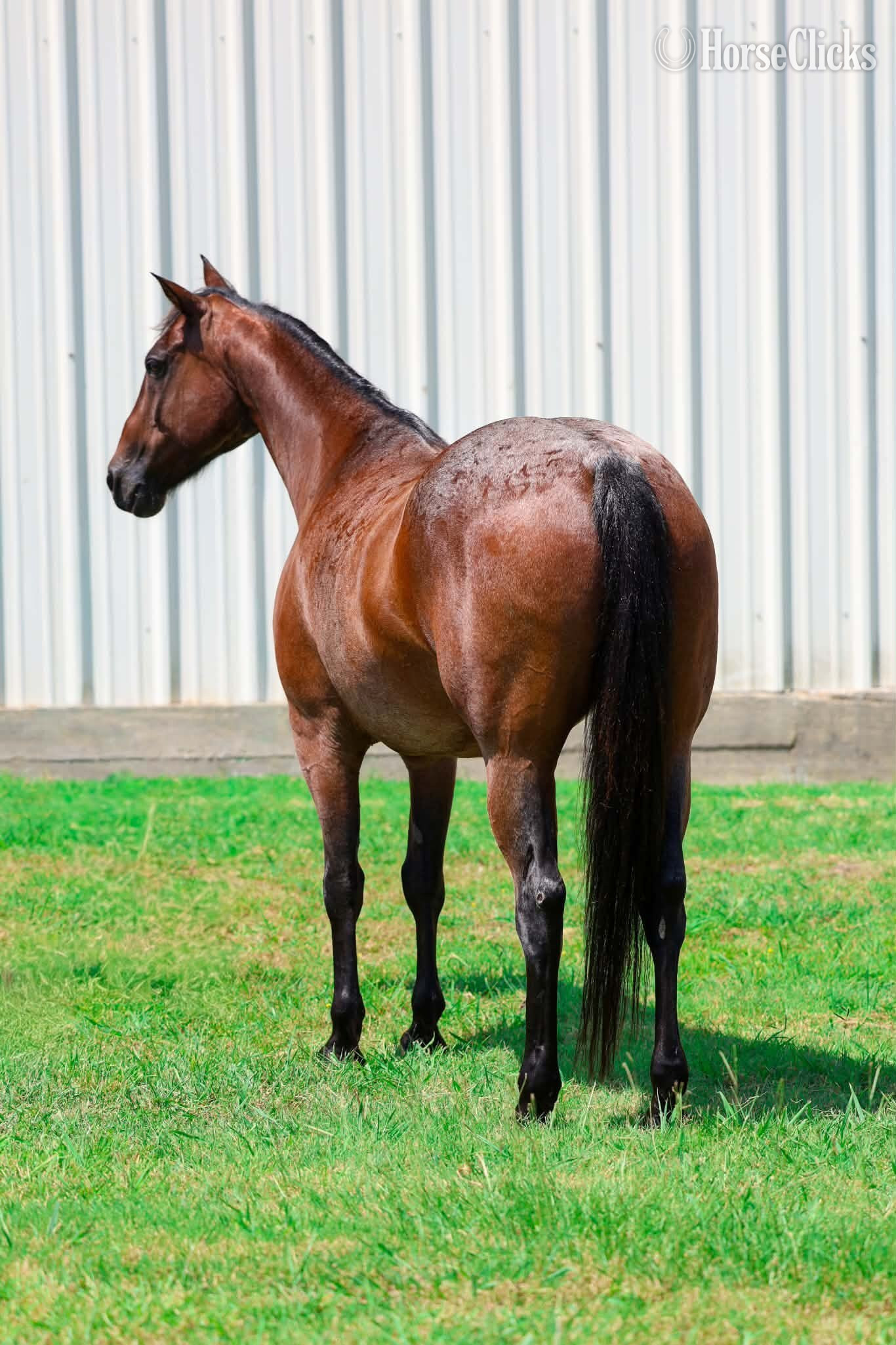 "BRAVEHEART" Bay Roan Gelding Quarter Horse - Quarter Horse in Texas