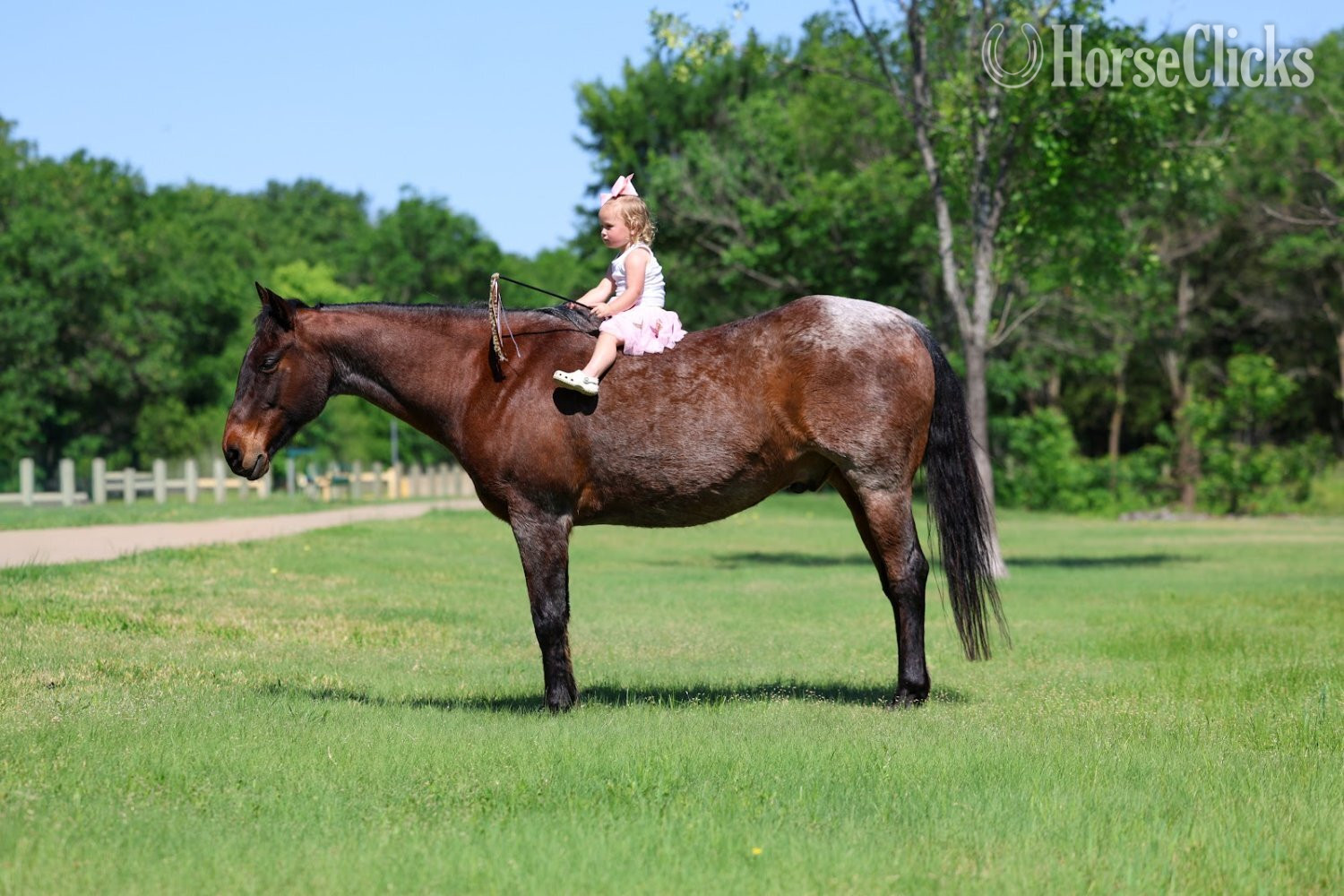 "BRAVEHEART" Bay Roan Gelding Quarter Horse - Quarter Horse