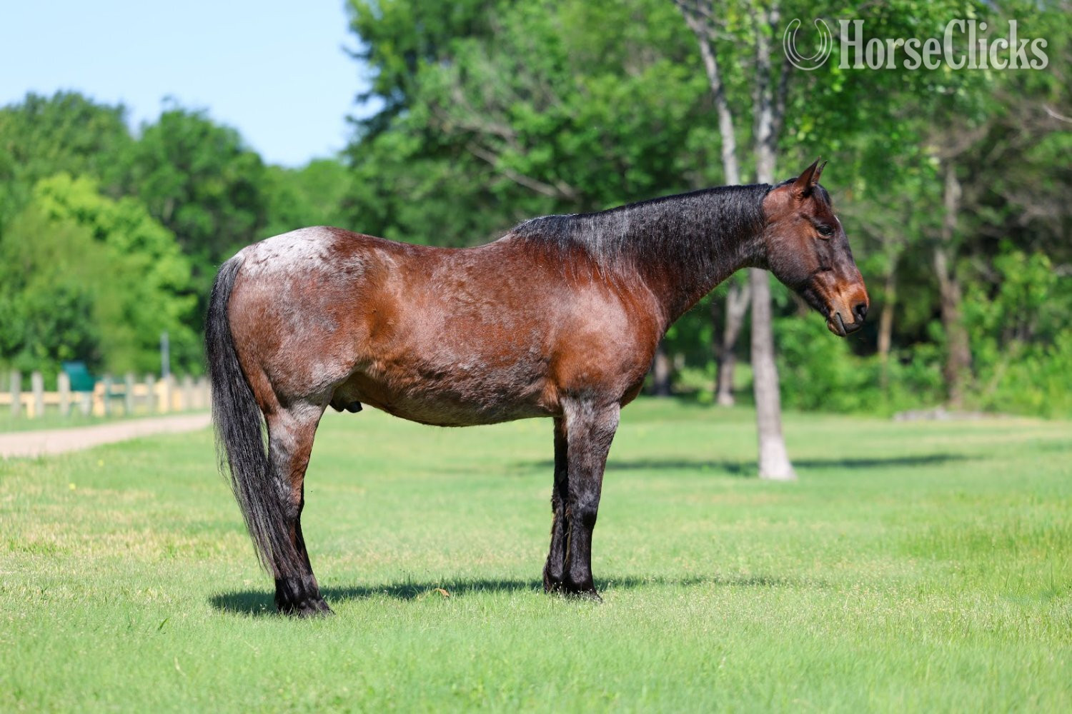 "BRAVEHEART" Bay Roan Gelding Quarter Horse Texas