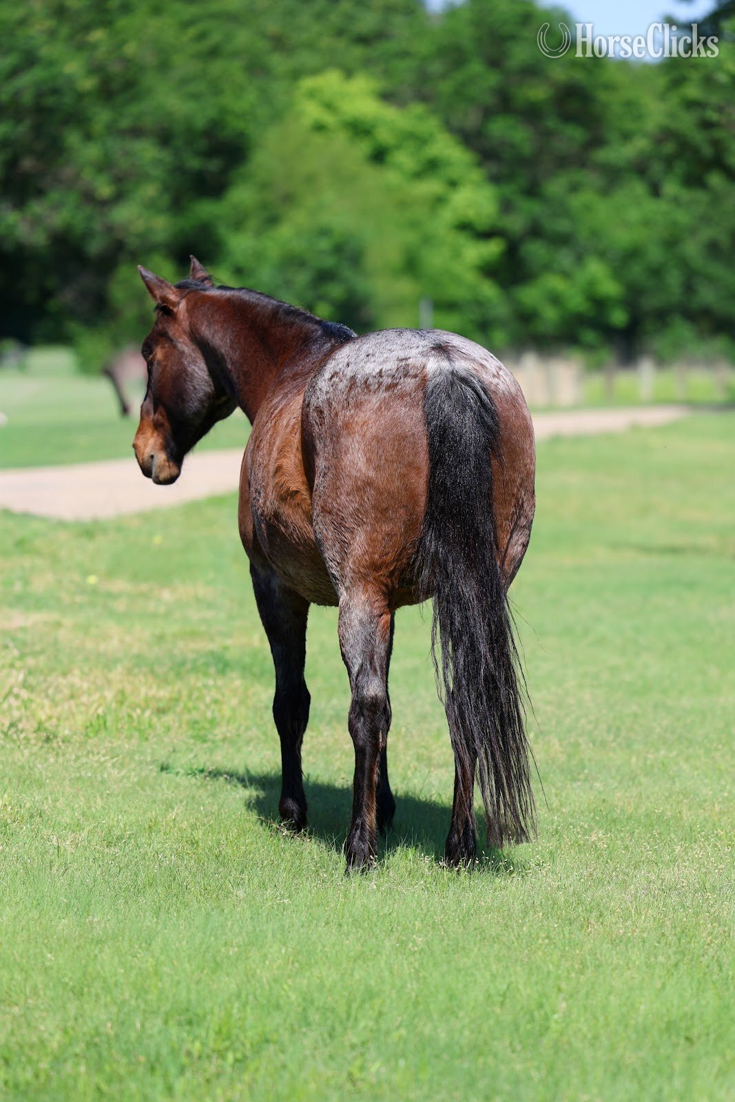 Quarter Horse - "BRAVEHEART" Bay Roan Gelding Quarter Horse in Texas