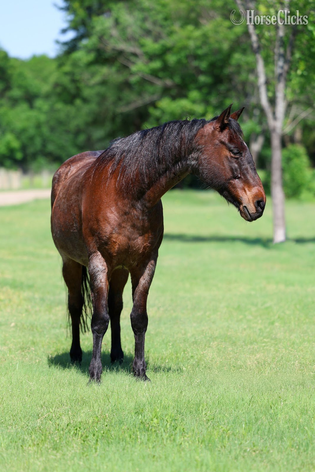 Quarter Horse - "BRAVEHEART" Bay Roan Gelding Quarter Horse