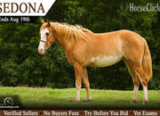 "Sedona" Strawberry Roan Mare Paint