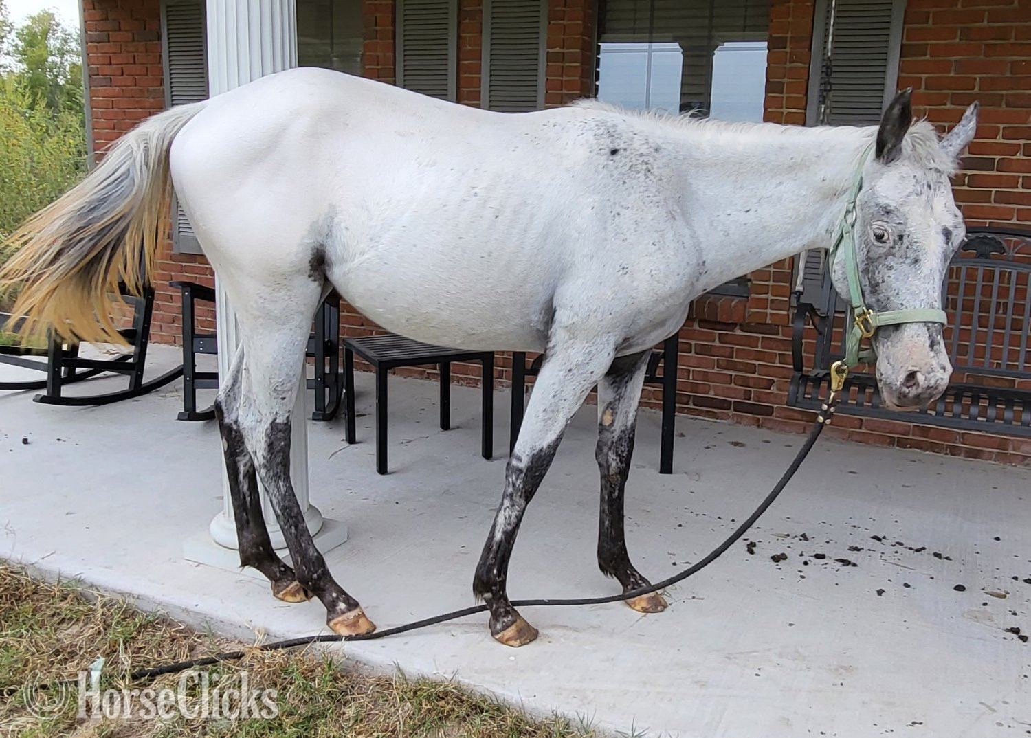 "Walking Cloud"  Mare Appaloosa in Texas