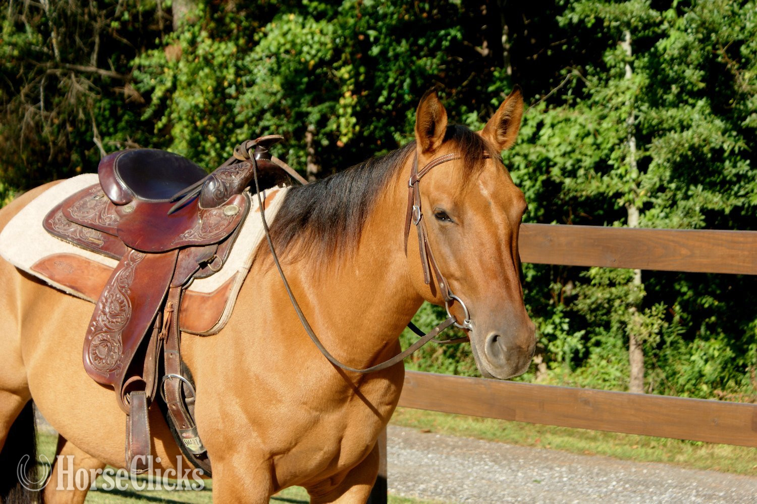 "Slip Knot" Dun Gelding Other Breed