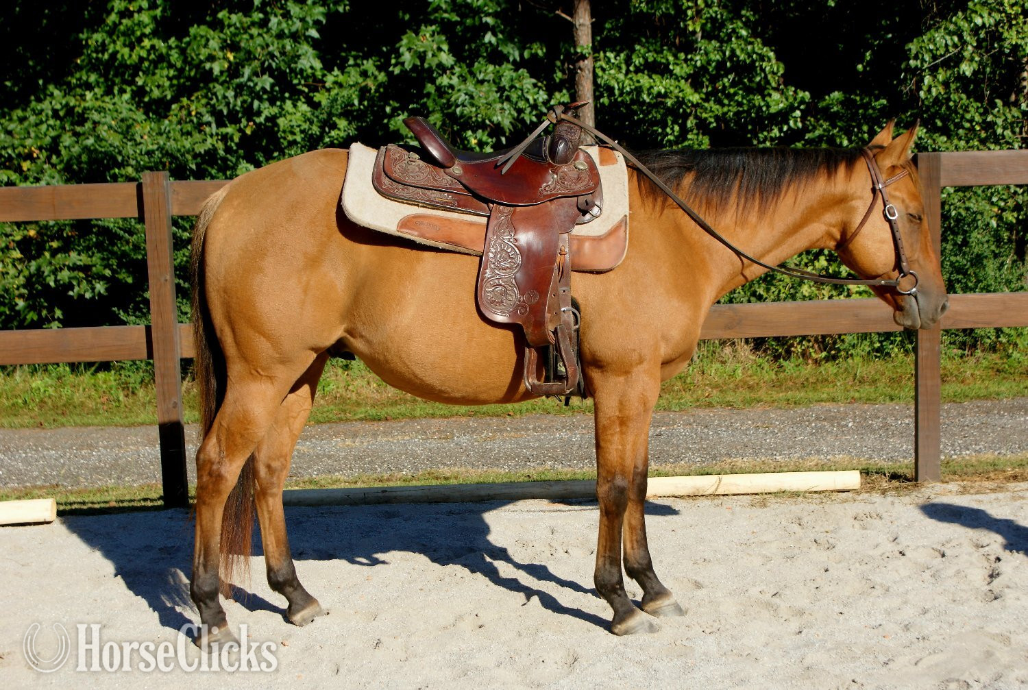 South Carolina "Slip Knot" Dun Gelding Other Breed