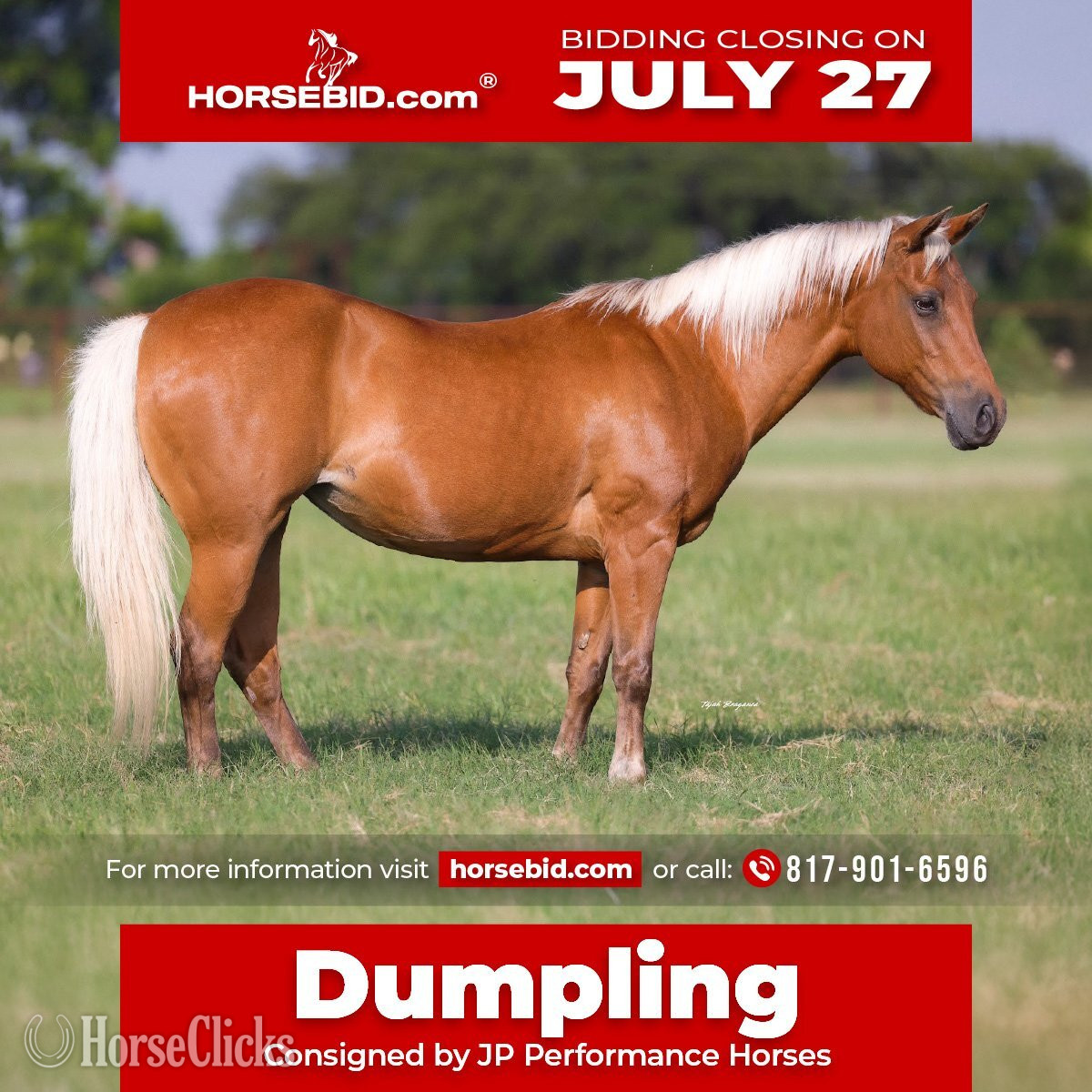 "Dumpling " Palomino Mare Quarter Pony in Texas