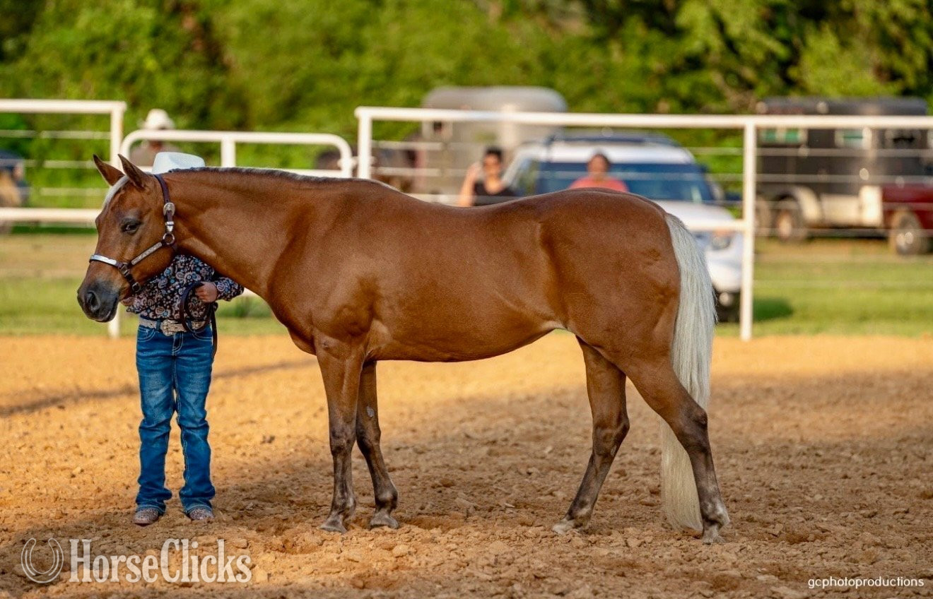 "Dumpling " Palomino Mare Quarter Pony