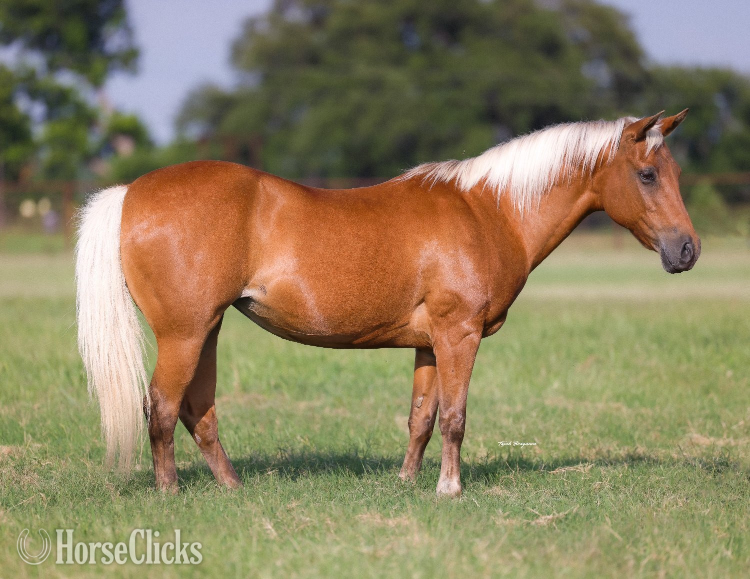 Texas "Dumpling " Palomino Mare Quarter Pony