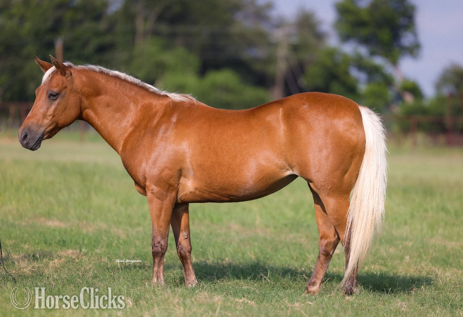 "Dumpling " Palomino Mare Quarter Pony - Quarter Pony in Texas