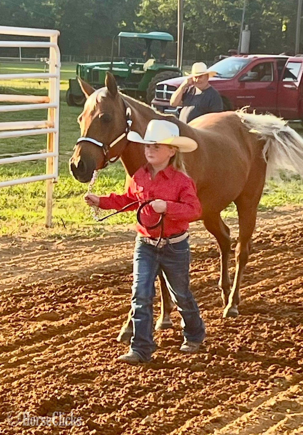 "Dumpling " Palomino Mare Quarter Pony - Quarter Pony