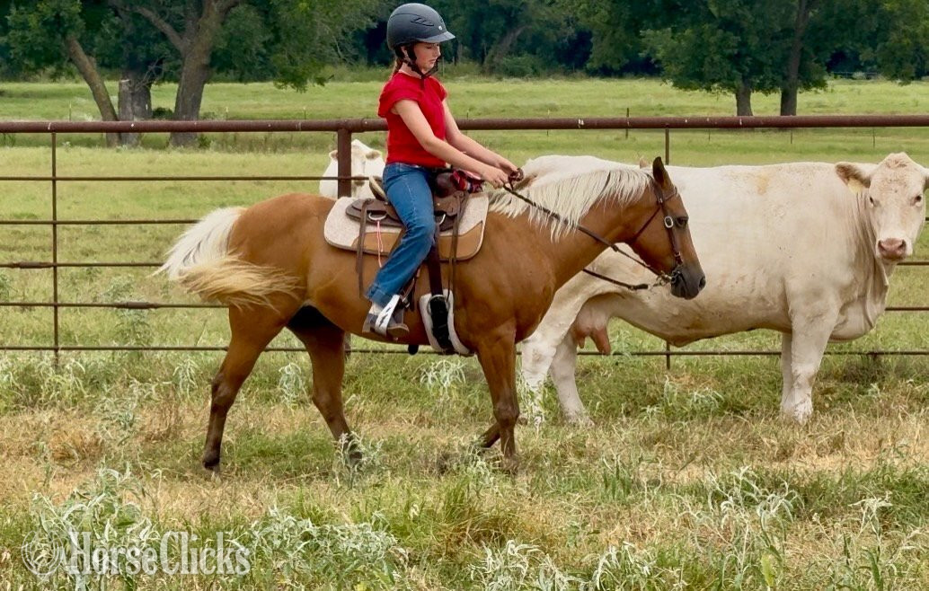Quarter Pony - "Dumpling " Palomino Mare Quarter Pony in Texas