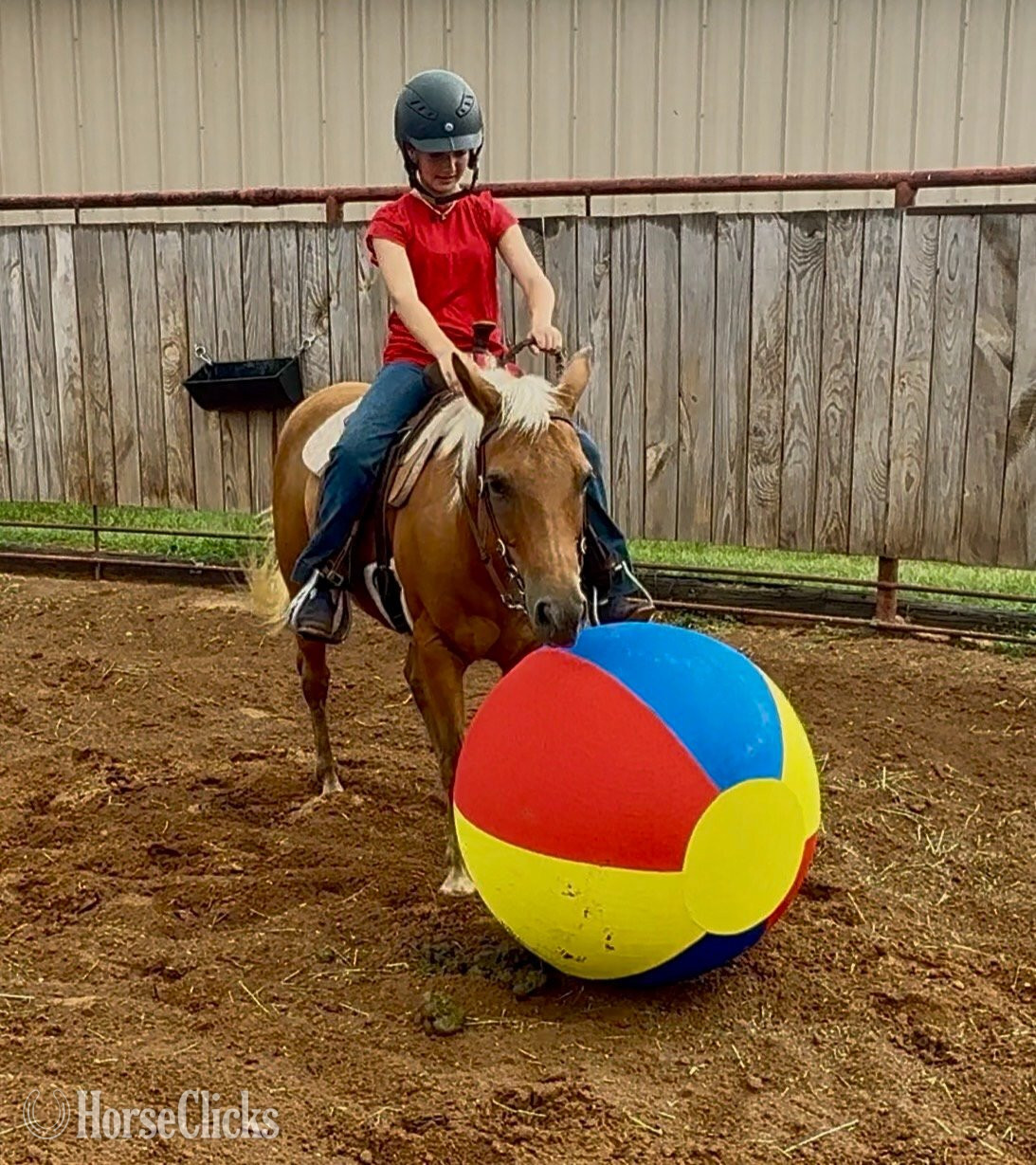Quarter Pony - "Dumpling " Palomino Mare Quarter Pony