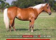 "Dumpling " Palomino Mare Quarter Pony