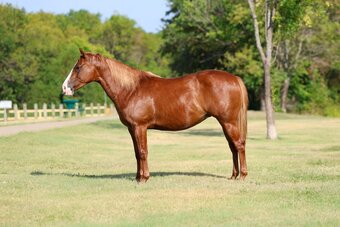 "ARIEL" Sorrel Mare Quarter Horse