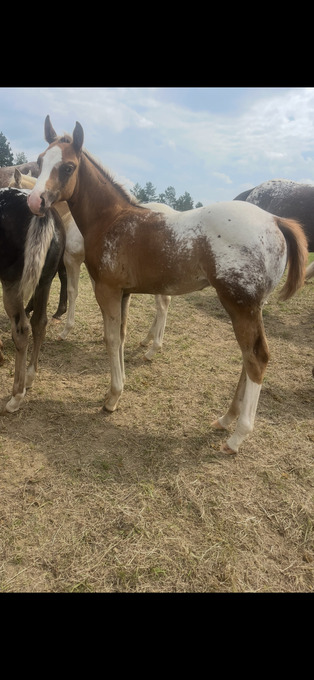 "Fergie colt" Sorrel Colt Appaloosa