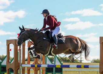 "Sansa" Chestnut Mare Quarter Horse
