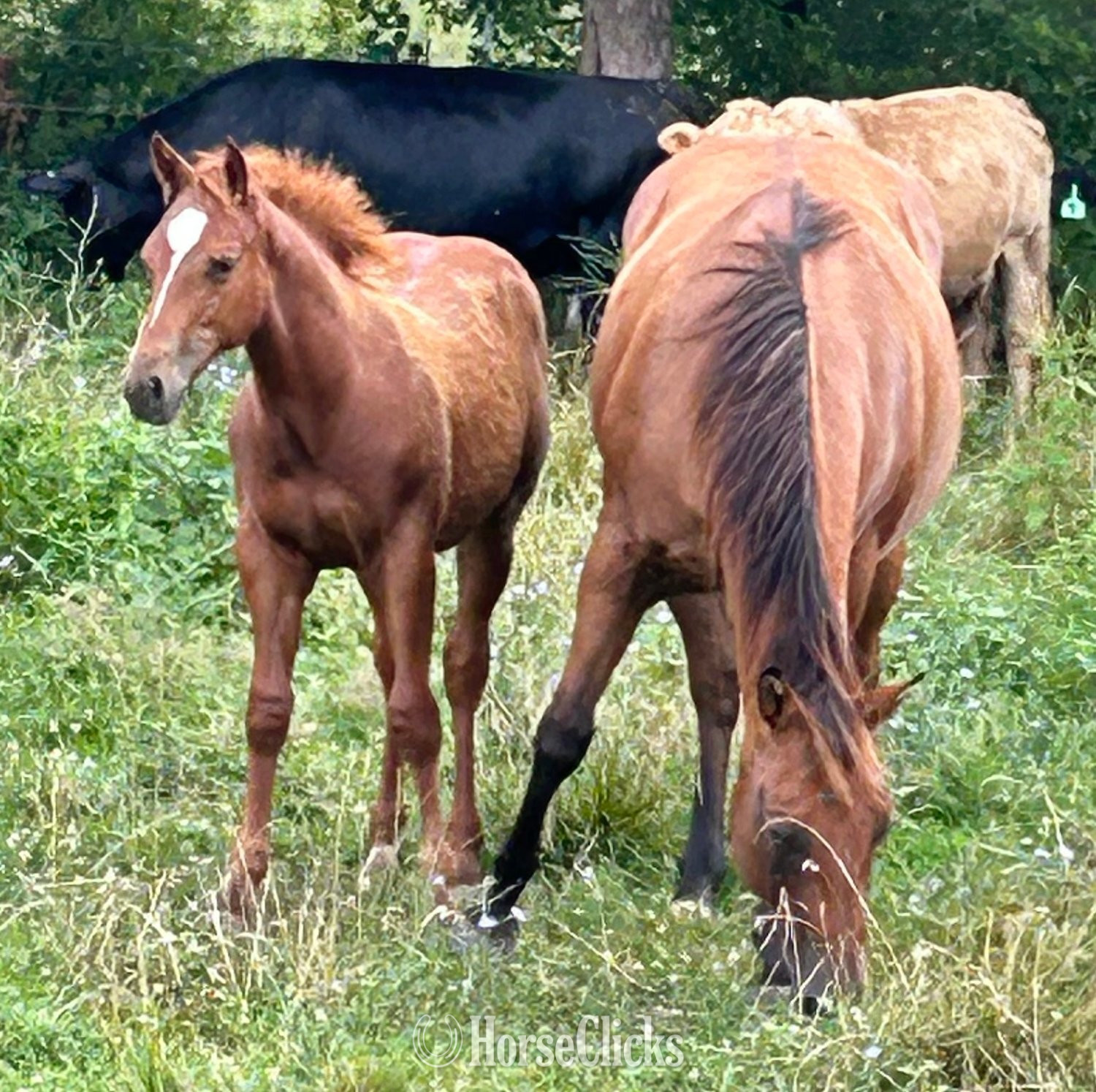 "GR Fancy Lil Corona" Sorrel Colt Quarter Horse in Kentucky