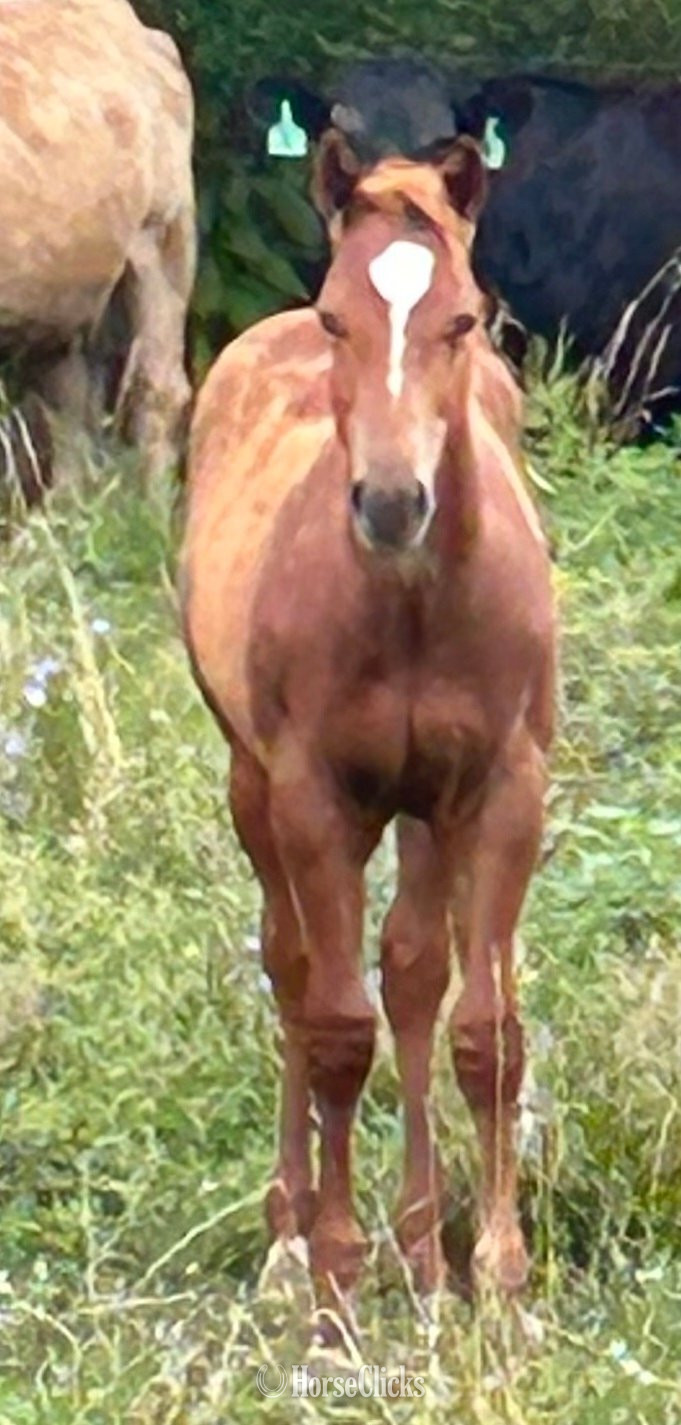 "GR Fancy Lil Corona" Sorrel Colt Quarter Horse