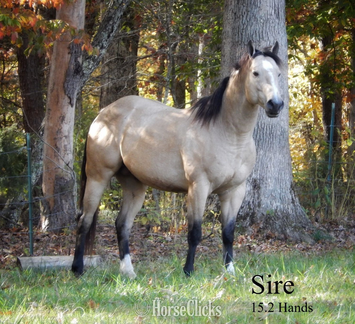 "GR Fancy Lil Corona" Sorrel Colt Quarter Horse - Quarter Horse in Kentucky