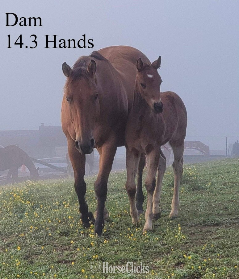 "GR Fancy Lil Corona" Sorrel Colt Quarter Horse - Quarter Horse