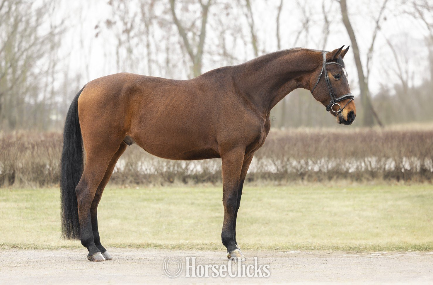 "Quantum " Brown Gelding Oldenburg in Maine