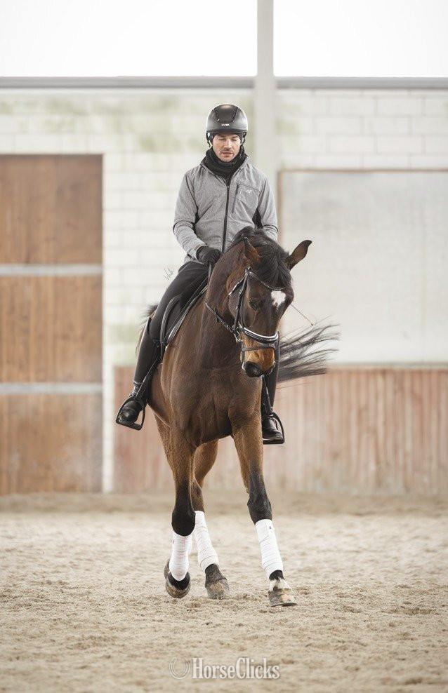 "Quantum " Brown Gelding Oldenburg