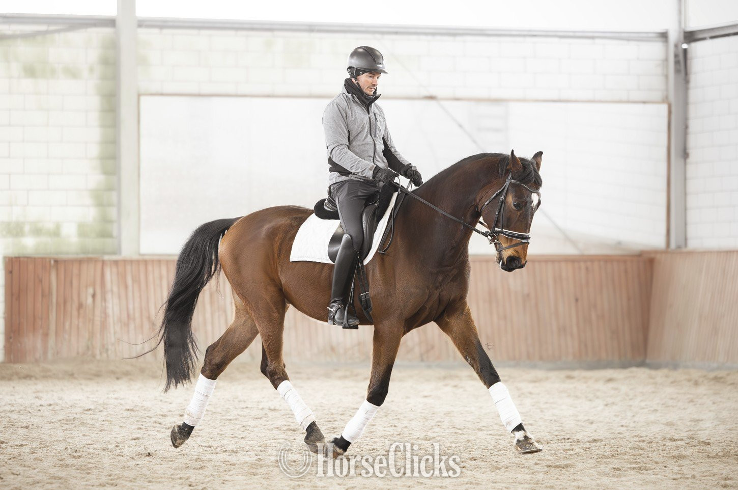 Maine "Quantum " Brown Gelding Oldenburg