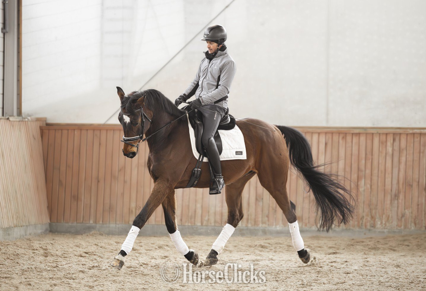 "Quantum " Brown Gelding Oldenburg - Oldenburg in Maine