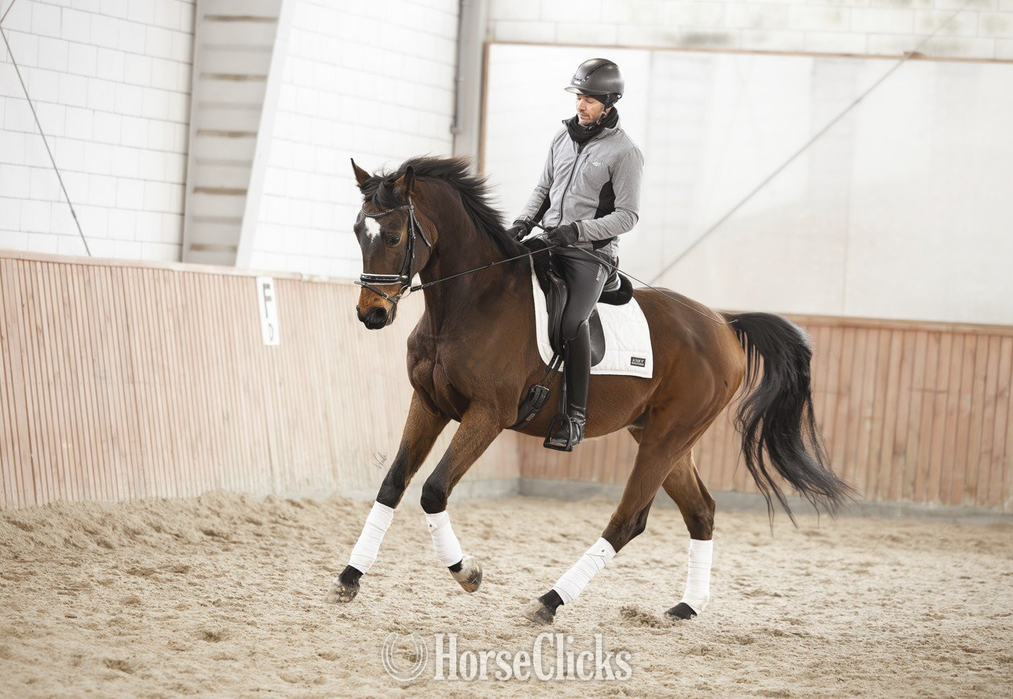 "Quantum " Brown Gelding Oldenburg - Oldenburg