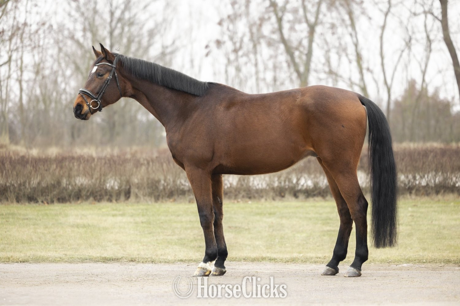 "Quantum " Brown Gelding Oldenburg Maine