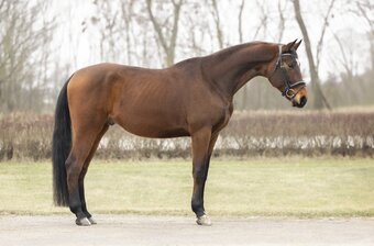 "Quantum " Brown Gelding Oldenburg