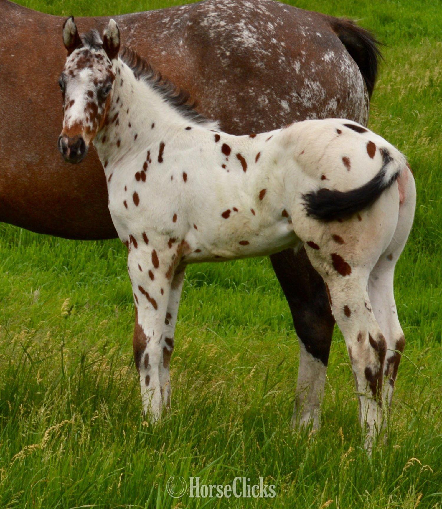 Appaloosa - "Watch Me Move" Black Stallion Appaloosa