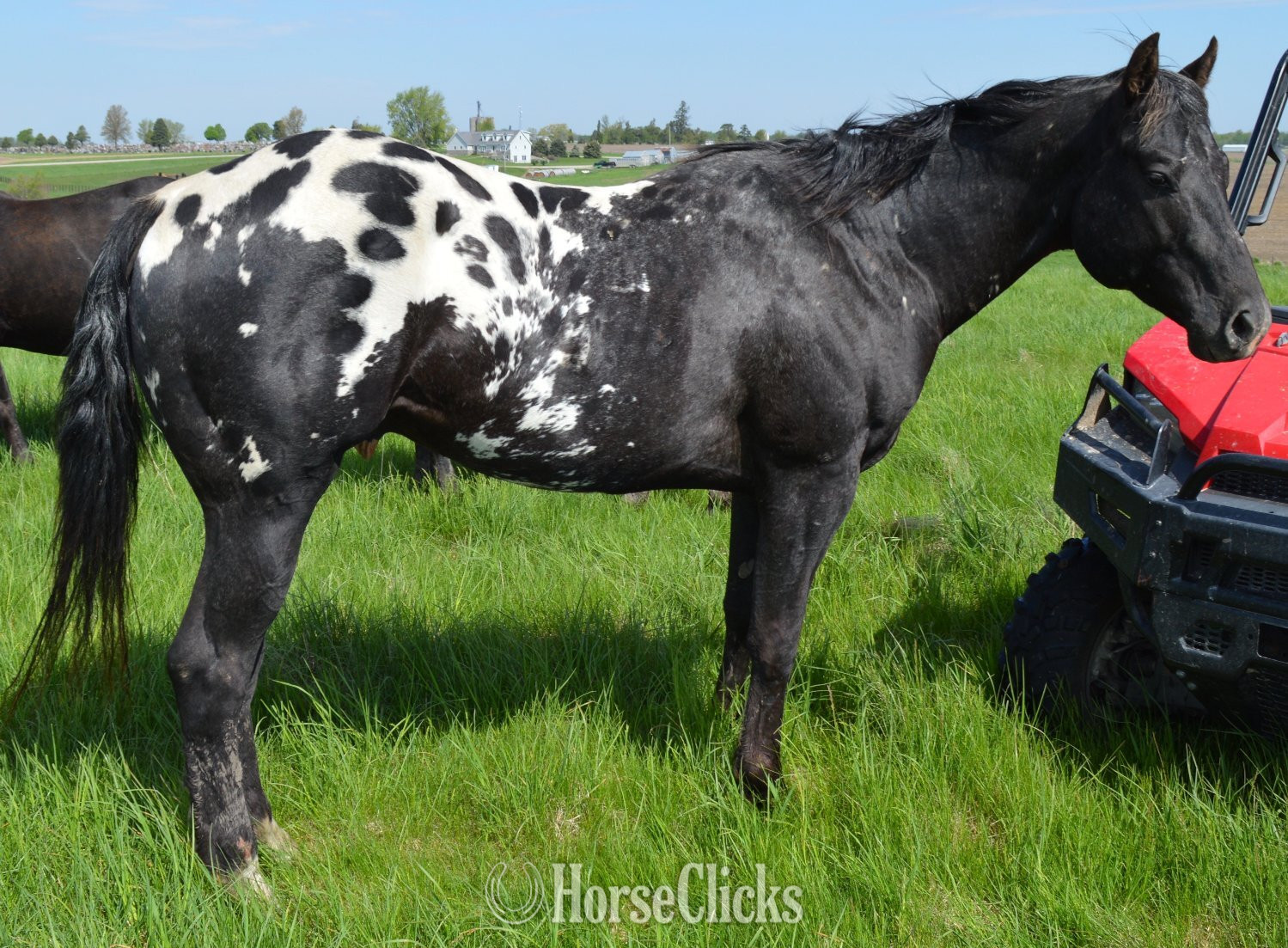 "Watch Me Move" Black Stallion Appaloosa