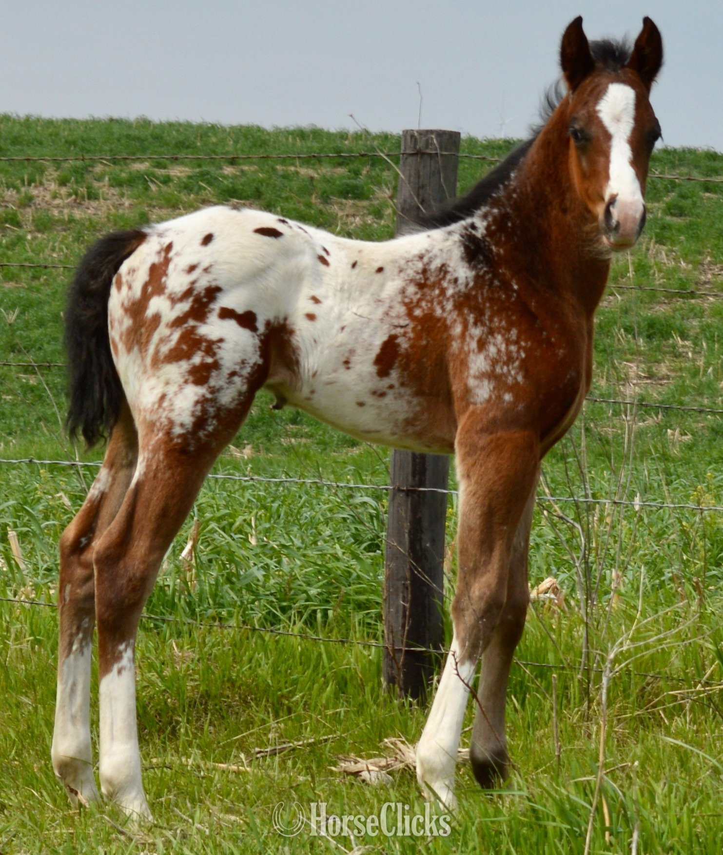 Missouri "Watch Me Move" Black Stallion Appaloosa