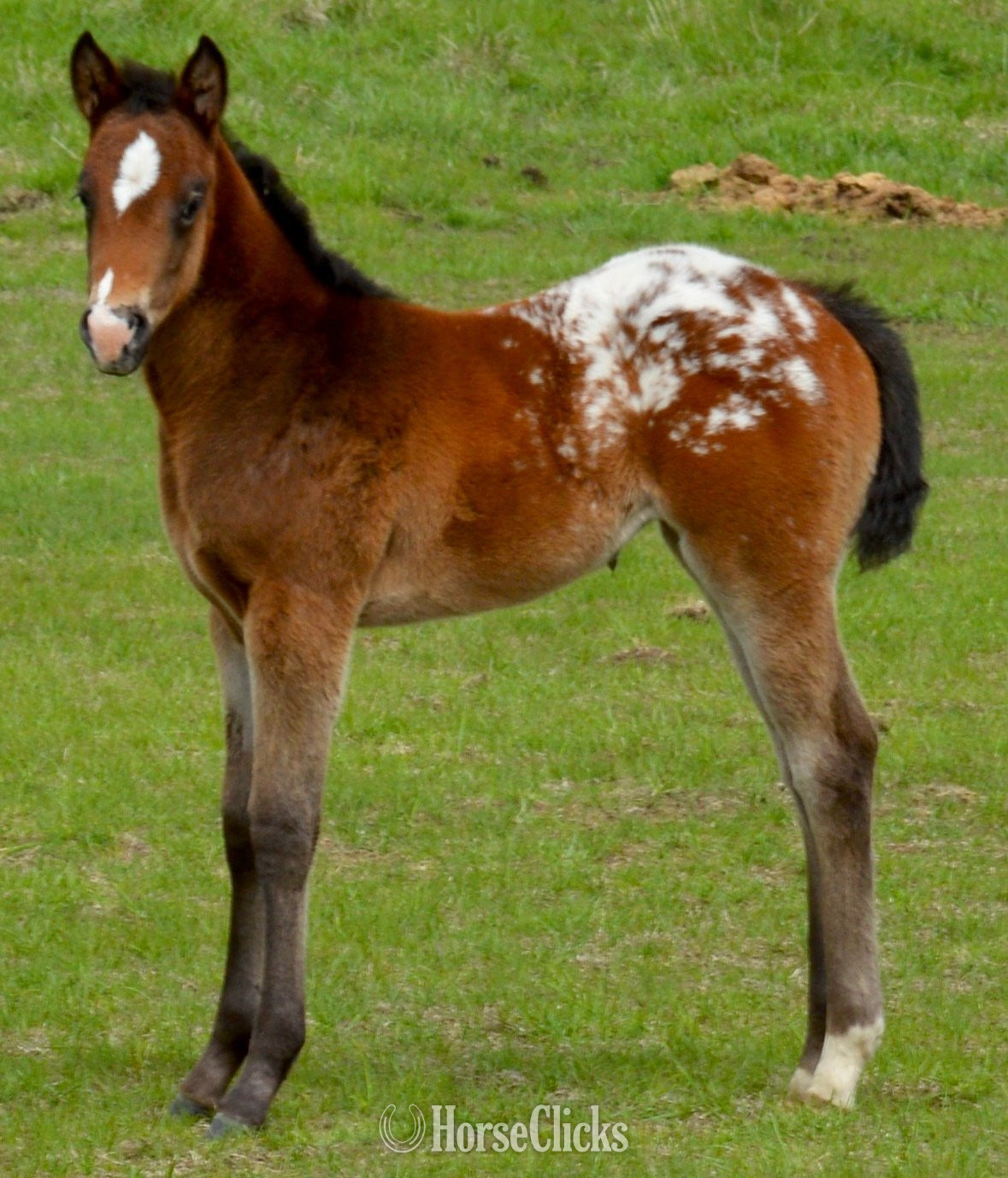 "Watch Me Move" Black Stallion Appaloosa - Appaloosa in Missouri