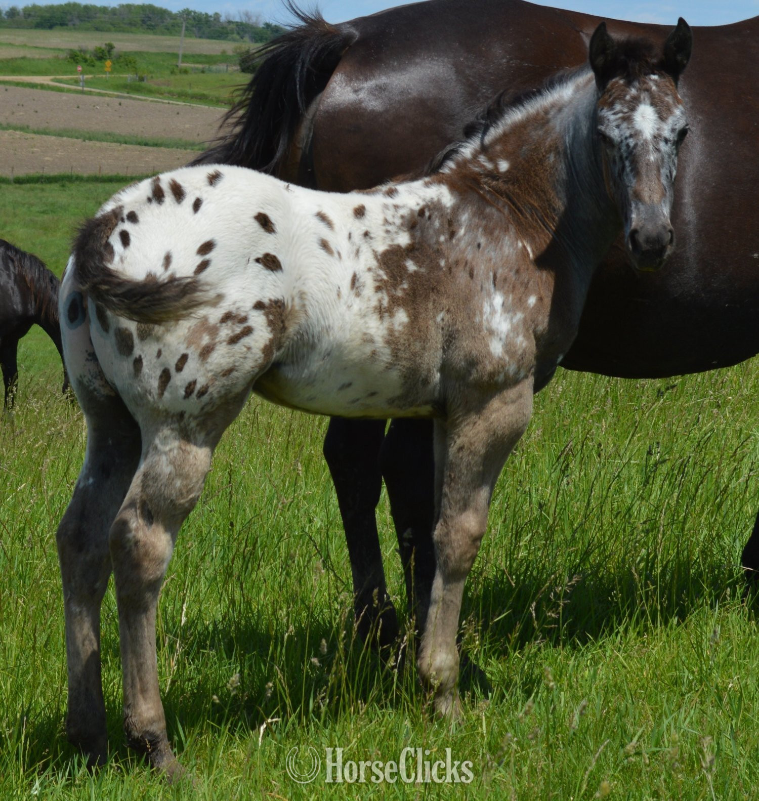 "Watch Me Move" Black Stallion Appaloosa - Appaloosa