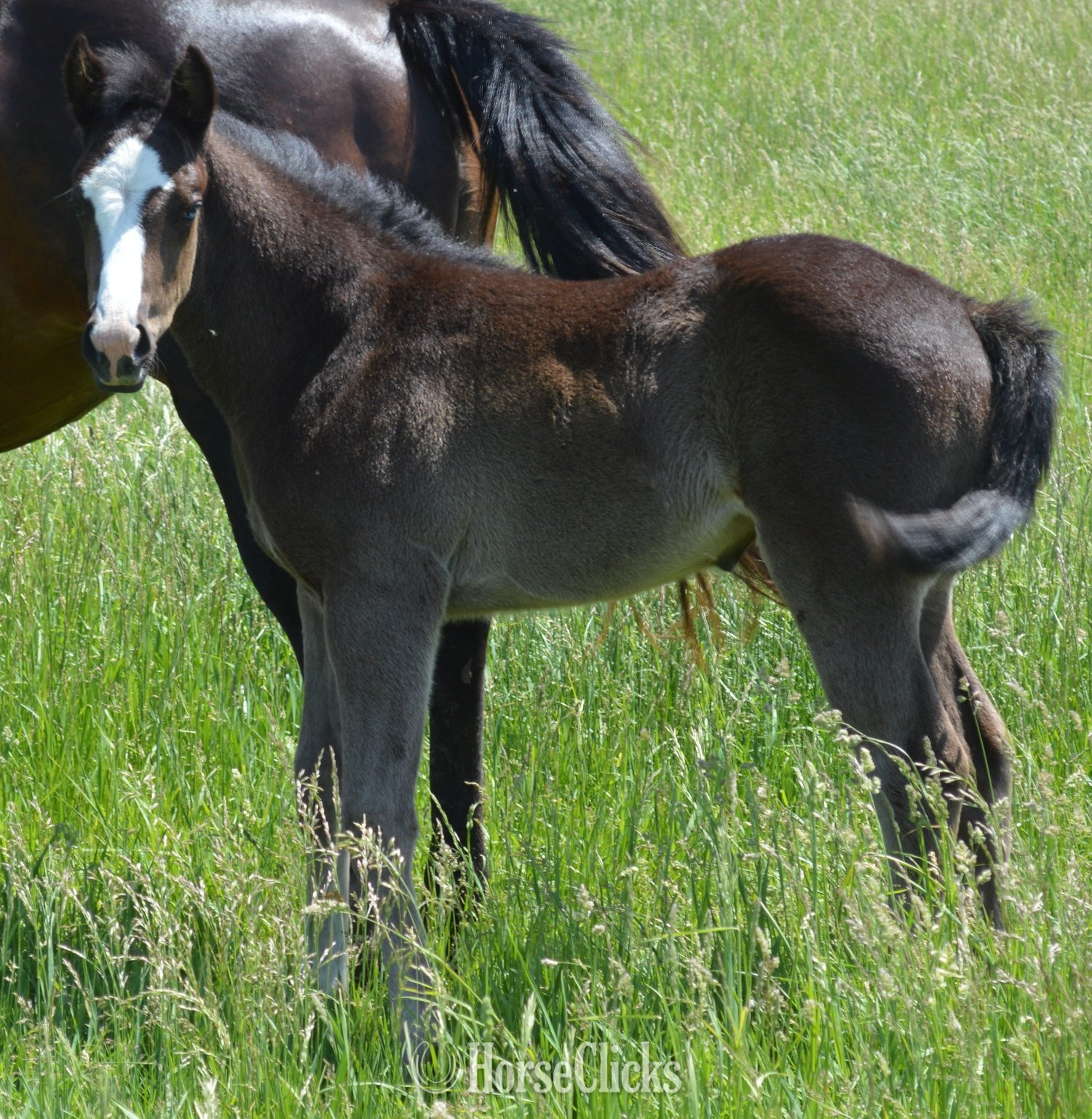 "Watch Me Move" Black Stallion Appaloosa Missouri