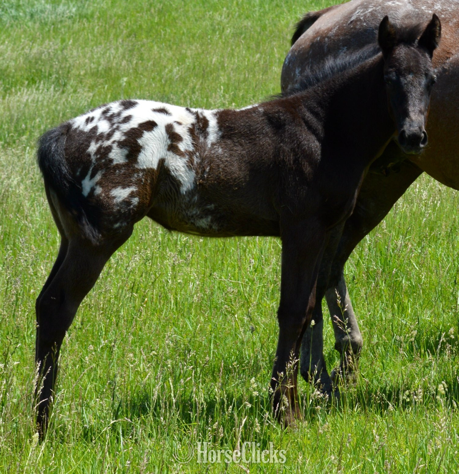 Appaloosa - "Watch Me Move" Black Stallion Appaloosa in Missouri