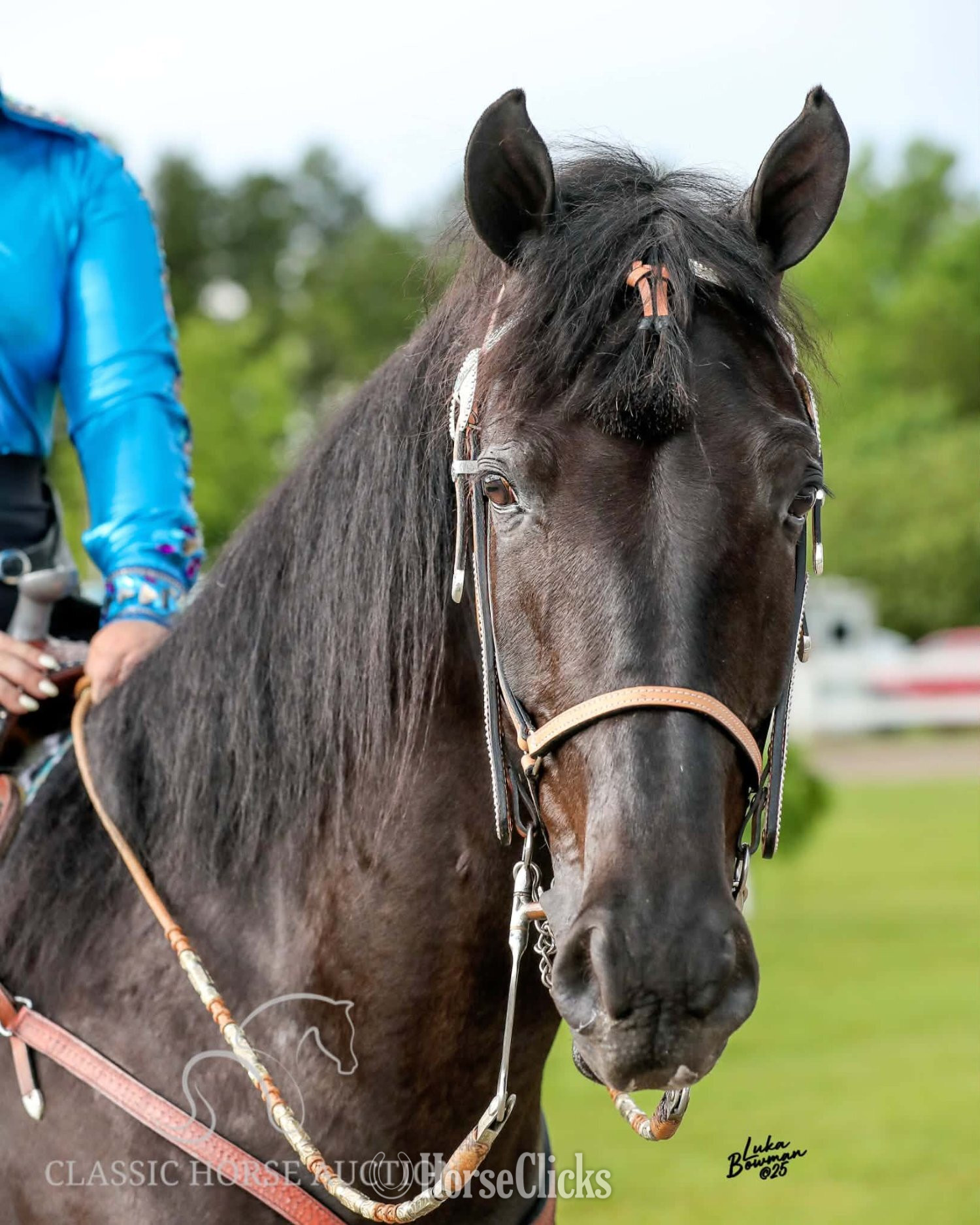 Kentucky "CHA CHING IT'S DIRTY CHARLIE" Black Gelding Tennessee Walker
