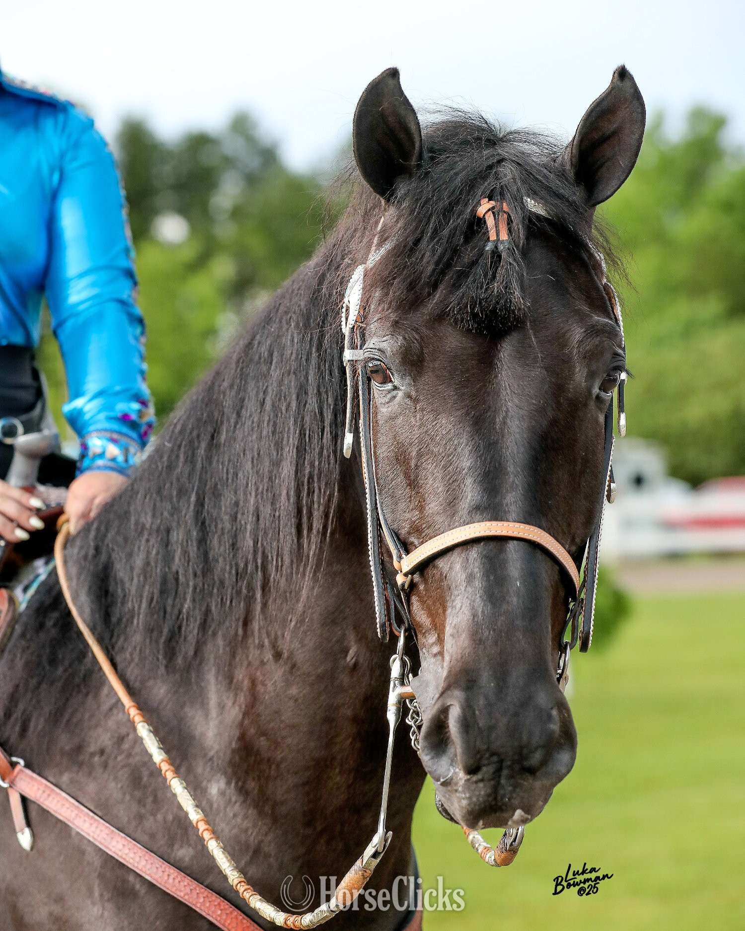 "CHA CHING IT'S DIRTY CHARLIE" Black Gelding Tennessee Walker - Tennessee Walker