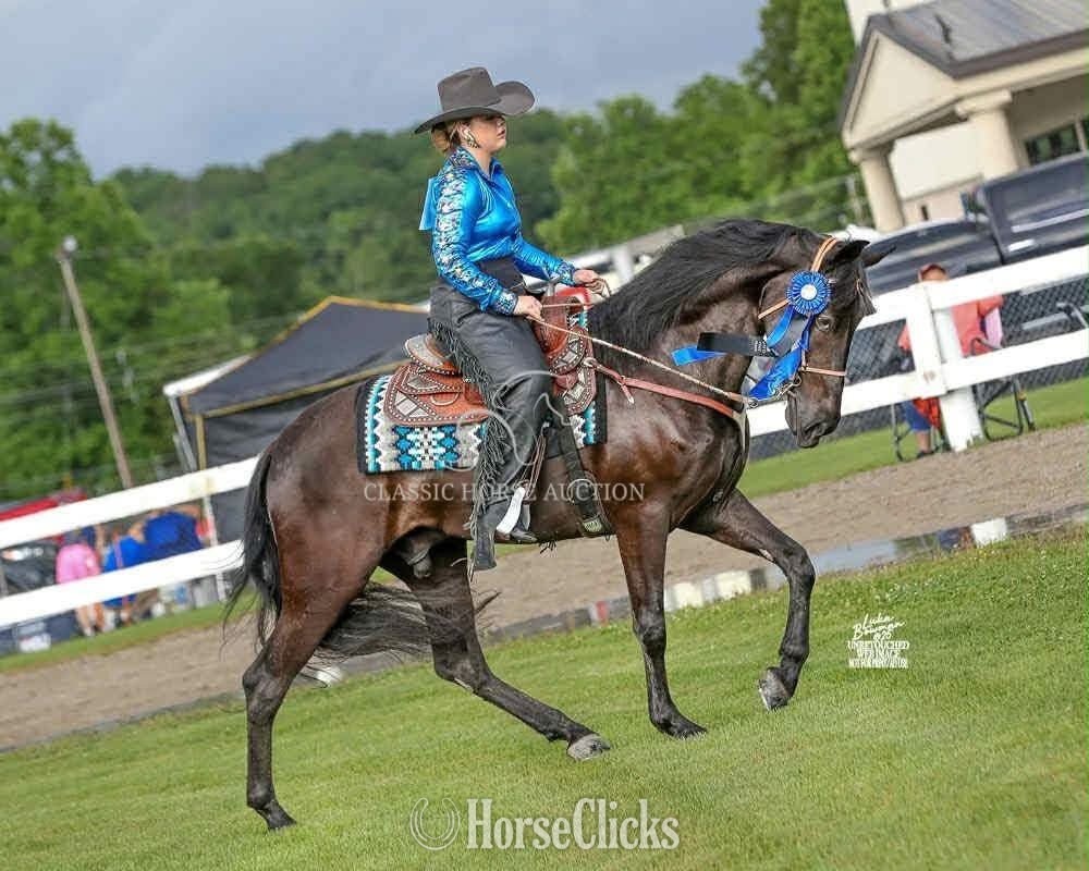 Tennessee Walker - "CHA CHING IT'S DIRTY CHARLIE" Black Gelding Tennessee Walker in Kentucky