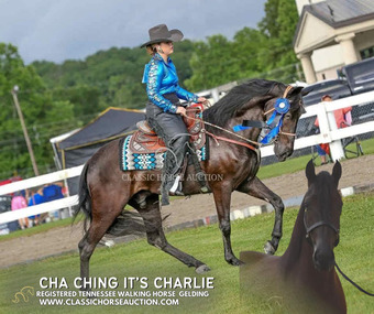 "CHA CHING IT'S DIRTY CHARLIE" Black Gelding Tennessee Walker