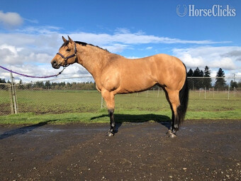 "Mona" Buckskin Mare Quarter Horse