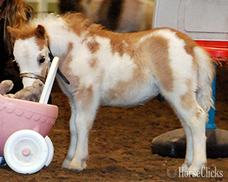 "Please call or text us at *941-548-MINI*"  Colt American Miniature in Florida