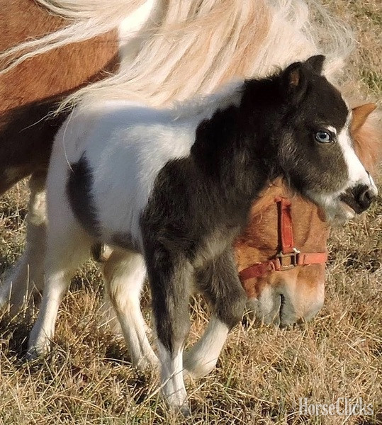 "Please call or text us at *941-548-MINI*"  Colt American Miniature - American Miniature in Florida