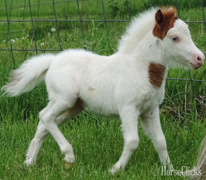 American Miniature - "Please call or text us at *941-548-MINI*"  Colt American Miniature in Florida