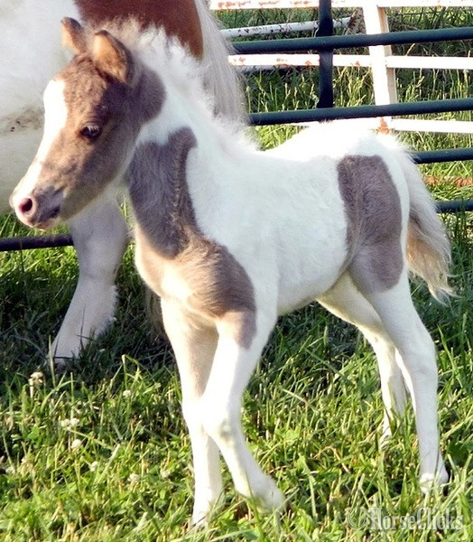 American Miniature - "Please call or text us at *941-548-MINI*"  Colt American Miniature