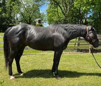 "Versailles " Black Gelding Quarter Horse